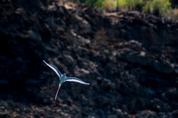 IMG.5638 White-tail Tropic Bird (Phaethon lepturus)