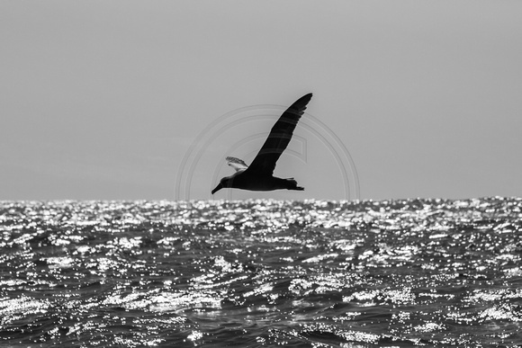 img.7390 Black-footed Albatross (Phoebastria nigripes)