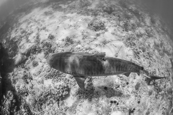 IMG.9776 Tiger Shark Galeocerdo cuvier