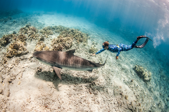 IMG.9804 Diver Swims With Tiger Shark