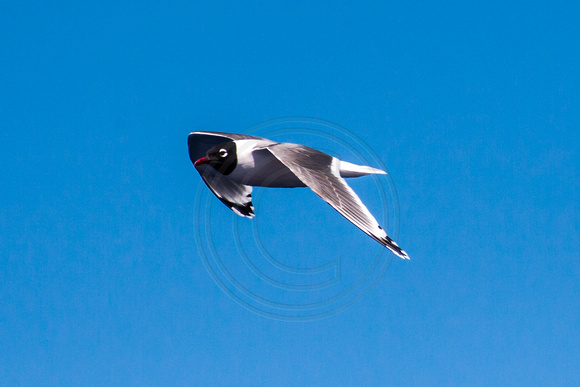 IMG.3856 Franklin's Gull (Leucophaeus pipixcan)