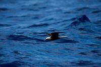 IMG.0339 Black Noddy Tern (Anous minutus)