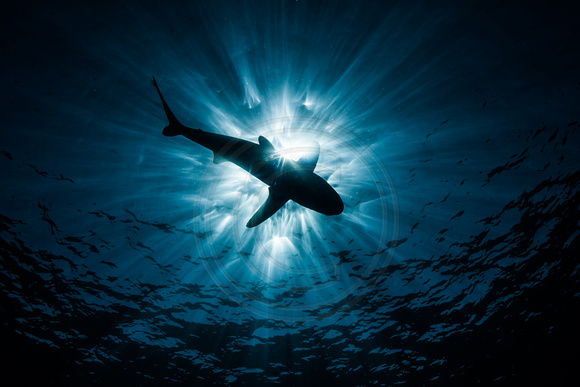 IMG.1376 Oceanic White Tip Shark (Carcharhinus longimanus)