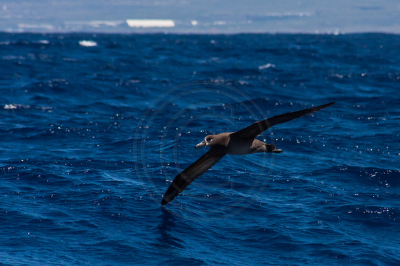 IMG.7399 Black-footed Albatross (Phoebastria nigripes)