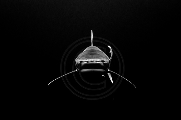 IMG_8968 Oceanic white tip shark (Carcharhinus longimanus)