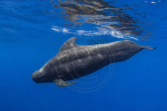 CX5A6211.JPG Short Finned Pilot Whale (Globicephala macrorhynchus)