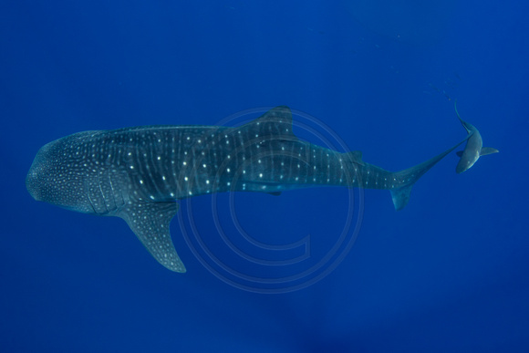 IMG_CX5A5286 Whale Shark (Rhincodon typus)