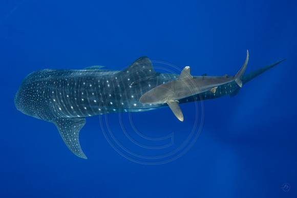 IMG_CX5A5320 Watermark Whale Shark (Rhincodon typus)