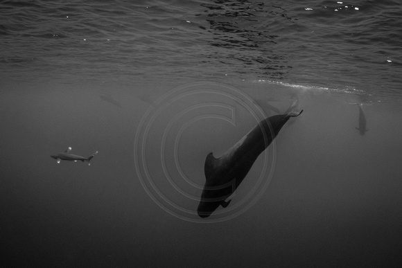 IMG.9019 Oceanic White Tip Shark (Carcharhinus longimanus) w/ Short Finned Pilot Whale (Globicephala macrorhynchus)