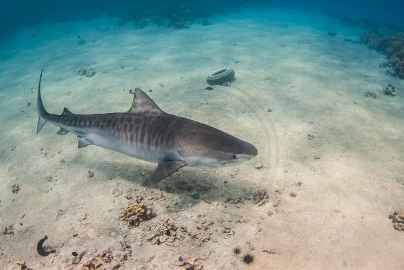 IMG.2265 Tiger Shark Galeocerdo cuvier