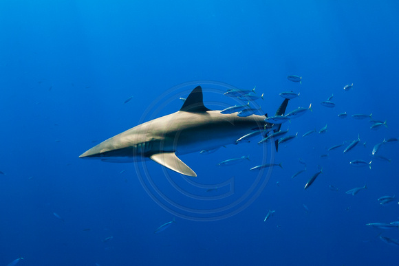 IMG.8993 Galapagos Shark (Carcharhinus galapagensis)