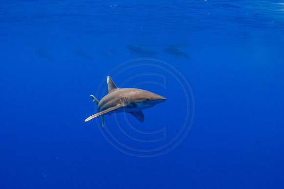 IMG.9043 Oceanic White Tip Shark (Carcharhinus longimanus) Short Finned Pilot Whale (Globicephala macrorhynchus)