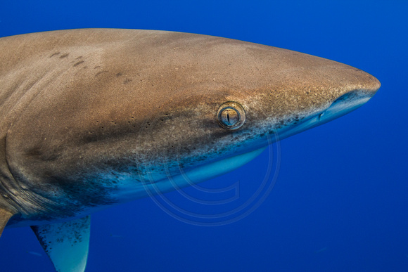 IMG.8972 Oceanic White Tip Shark (Carcharhinus longimanus)