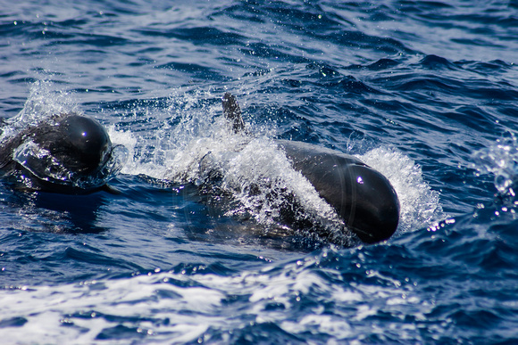 IMG.4571 False Killer Whale (Pseudorca crassidens)