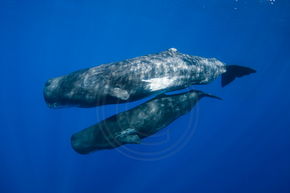 IMG.8782 Sperm Whales (Physeter macrocephalus) Mother and calf