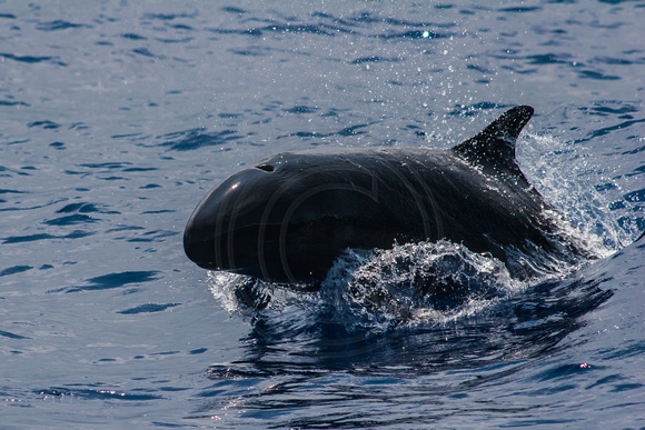 IMG.4573 False Killer Whale (Pseudorca crassidens)