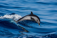 IMG.1512 Pantropical Spotted Dolphin (Stenella attenuata)