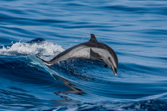IMG.1512 Pantropical Spotted Dolphin (Stenella attenuata)