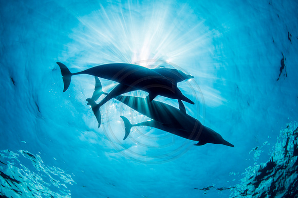 IMG.2195 Hawaiian Spinner Dolphins (Stenella longirostris)