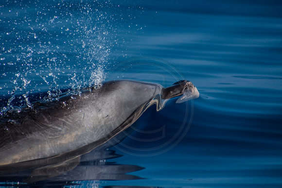 IMG.5949 Bottlenose Dolphin (Tursiops truncatus)