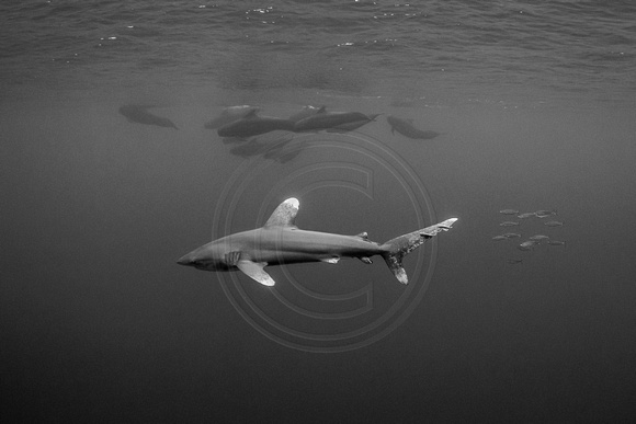 IMG.9048 Oceanic White Tip Shark (Carcharhinus longimanus/ Short Finned Pilot Whale (Globicephala macrorhynchus)