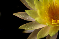 IMG.1480 Water Lily