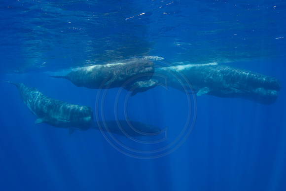IMG.3605 Sperm Whale (Physeter macrocephalus)