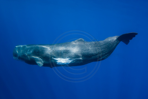 IMG.8978 Sperm Whale (Physeter macrocephalus)