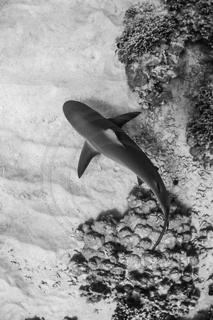 IMG.4911 Grey Reef Shark (Carcharhinus amblyrhynchos)