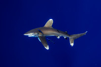 CX5A4328.jpg Jugged Oceanic White Tip Shark