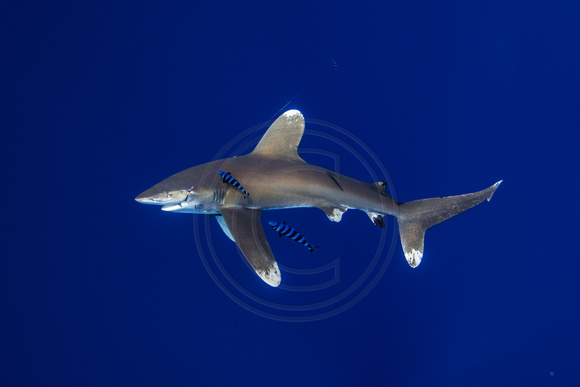 CX5A4328.jpg Jugged Oceanic White Tip Shark
