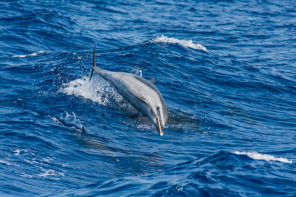 IMG.0376 Pantropical Spotted Dolphin (Stenella attenuata)