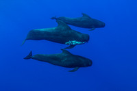 IMG.3010 Short Finned Pilot Whales w/dead Calf