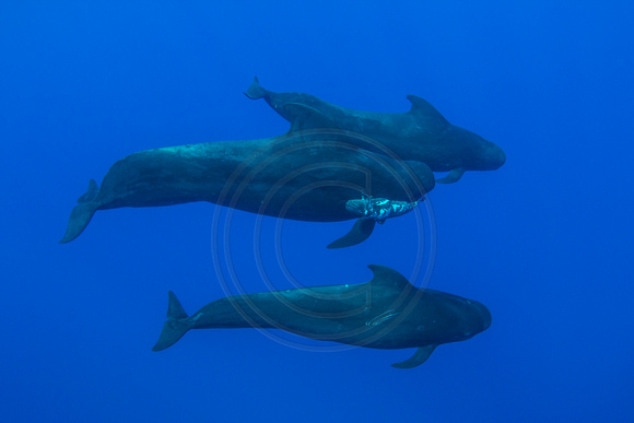IMG.3008 Short Finned Pilot Whales w/dead Calf