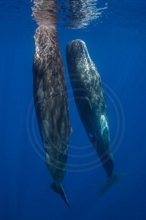 Sperm Whales (Physeter macrocephalus)
