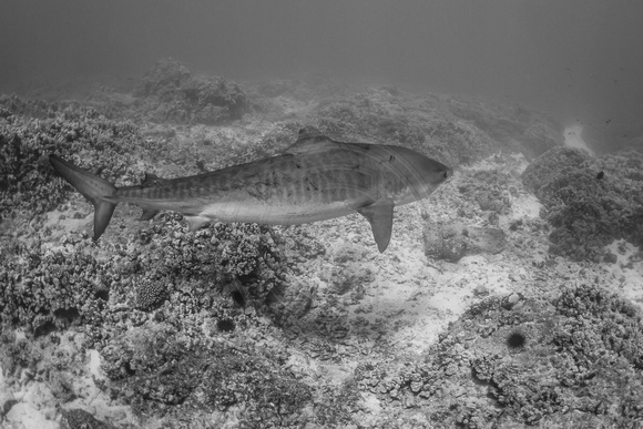 IMG.9744 Tiger Shark Galeocerdo cuvier