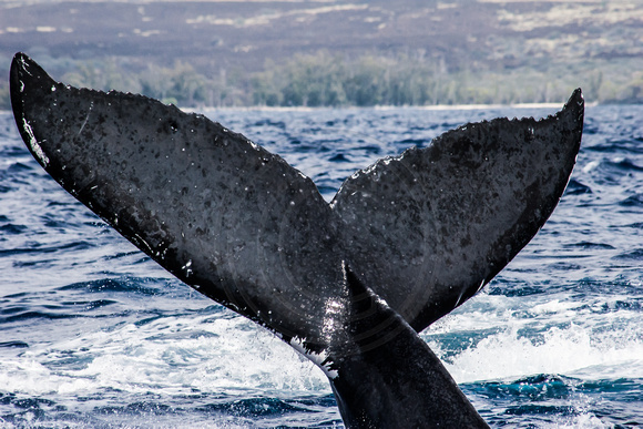 IMG.3305 Humpback Whale (Megaptera novaeangliae)