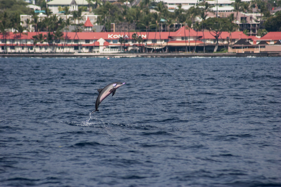 IMG.2963 Hawaiian Spinner Dolphin (Stenella longirostris)