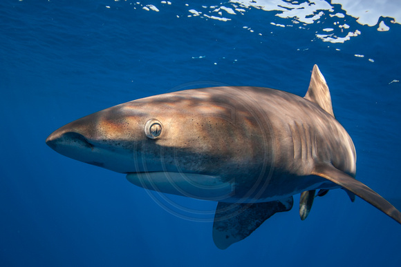IMG.4489 Oceanic White Tip Shark Carcharhinus longimanus