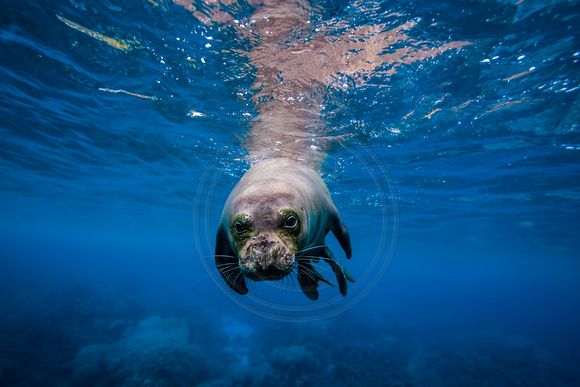 IMG.6542 Hawaiian Monk Seal (Monachus schauinslandi)