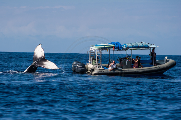 IMG.2777 Humpback Whale (Megaptera novaeangliae) w/ Tour Boat