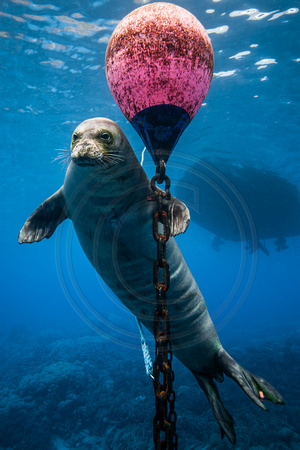 IMG.6436 Hawaiian Monk Seal (Monachus schauinslandi)