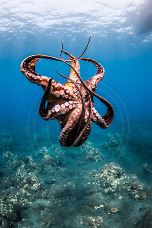 IMG.1608 Day Octopus (Octopus cyanea)