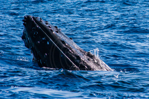 IMG.3472 Humpback Whale (Megaptera novaeangliae)