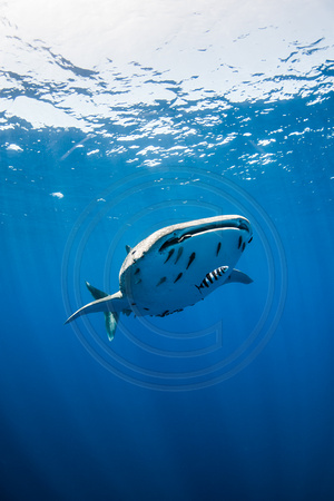 IMG.8883 Whale Shark (Rhincodon typus)