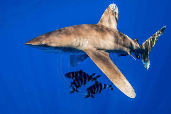 IMG.9166 Oceanic White Tip Shark Carcharhinus longimanus