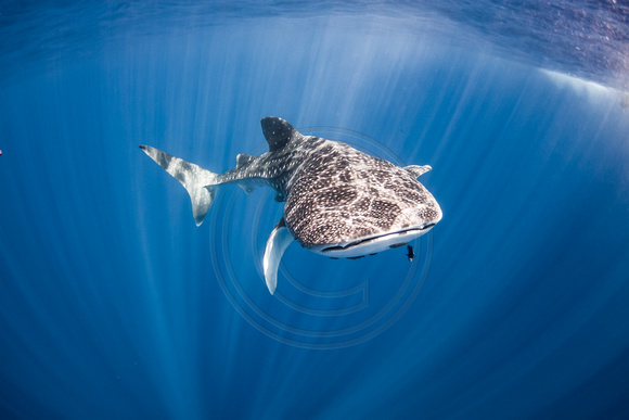 IMG.8860 Whale Shark (Rhincodon typus)