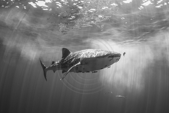 IMG.8723 Whale Shark (Rhincodon typus)