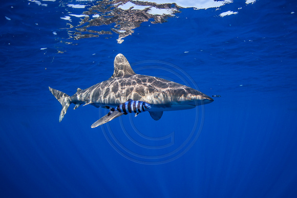 IMG.4498 Oceanic White Tip Shark Carcharhinus longimanus