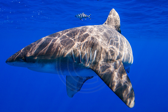 IMG.4843 Oceanic White Tip Shark Carcharhinus longimanus